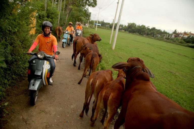 Vespa tour – odkryj wiejskie obszary i wyspy hoi an