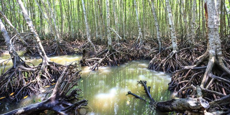 Dobrodružství v mangrových lesích Can Gio